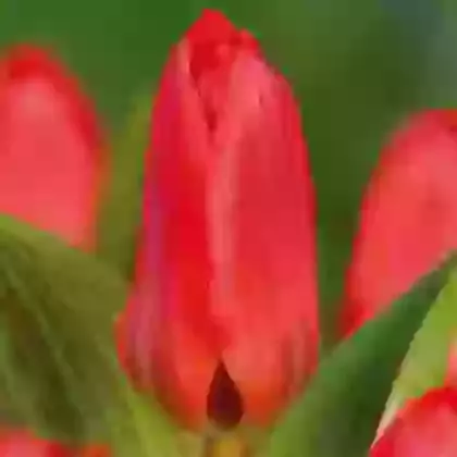 Kaufmanniana Tulips